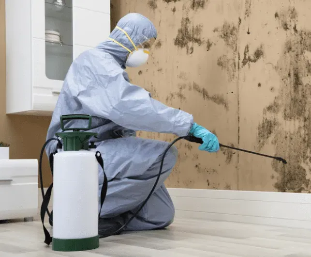 Mold Removal in North America: Why Professional Cleanup Matters